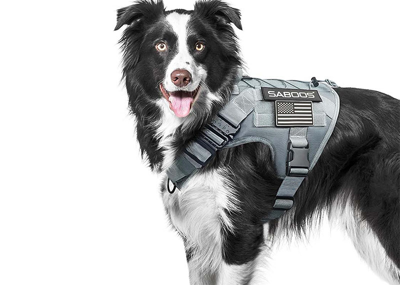 دليل شراء مقود الحيوانات الأليفة: ما هي أفضل مادة - النايلون أم الجلد أم العاكسة؟