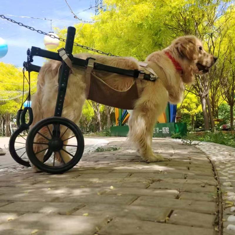 heavy-duty pet mobility cart medium dogs